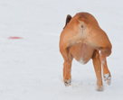 Rocket in Snow -- January 2011